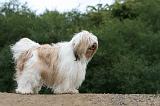 TERRIER DU TIBET 208